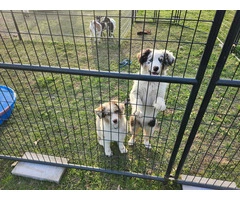 Dax and Bodi are looking for a home