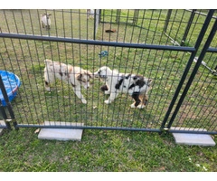 Dax and Bodi are looking for a home - 2