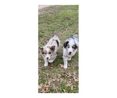 Dax and Bodi are looking for a home - 10