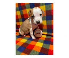 Blue nose pit bull puppies - 2