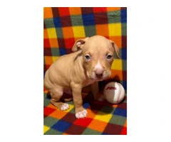 Blue nose pit bull puppies - 5
