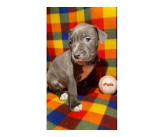 Blue nose pit bull puppies - 6