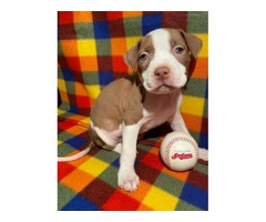 Blue nose pit bull puppies - 7