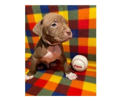 Blue nose pit bull puppies - 8