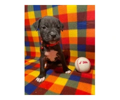 Blue nose pit bull puppies - 10