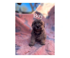 4 Maltipoo puppies for sale - 2