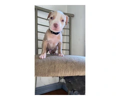 5 male and 4 female red nose pitbull puppies