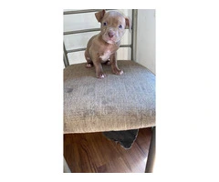 5 male and 4 female red nose pitbull puppies - 5