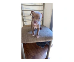 5 male and 4 female red nose pitbull puppies - 6