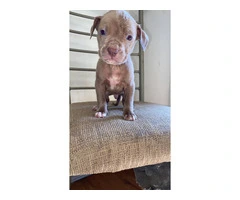 5 male and 4 female red nose pitbull puppies - 7