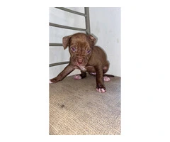 5 male and 4 female red nose pitbull puppies - 9