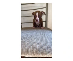5 male and 4 female red nose pitbull puppies - 10