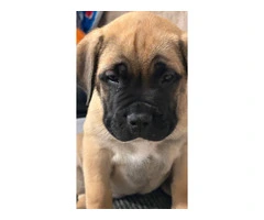 4 months old Boerboel puppies for sale - 2
