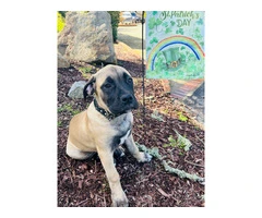 4 months old Boerboel puppies for sale - 3