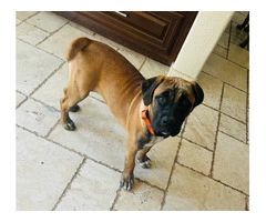 4 months old Boerboel puppies for sale - 4
