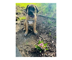 4 months old Boerboel puppies for sale - 5