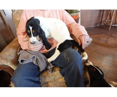 AKC Euro Bassett Hound puppies for sale - 4