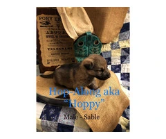 Family raised German Shepherd puppies for sale - 8