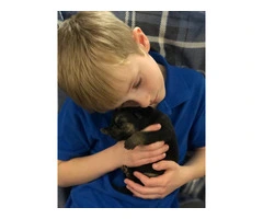 Family raised German Shepherd puppies for sale - 10