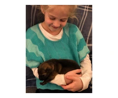 Family raised German Shepherd puppies for sale - 11