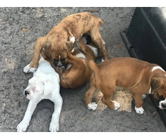 2 months old Purebred Boxer puppies