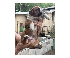 2 months old Purebred Boxer puppies - 2