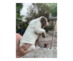 2 months old Purebred Boxer puppies - 3