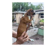 2 months old Purebred Boxer puppies - 4