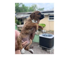 2 months old Purebred Boxer puppies - 6