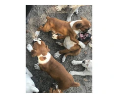 2 months old Purebred Boxer puppies - 9