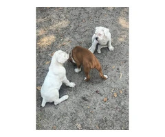 2 months old Purebred Boxer puppies - 10