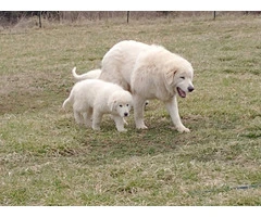 Maremma puppies available for pickup - 2