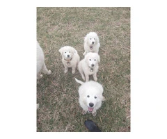 Maremma puppies available for pickup - 3