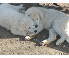Maremma puppies available for pickup - 4