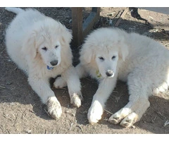 Maremma puppies available for pickup - 5