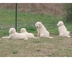 Maremma puppies available for pickup - 6