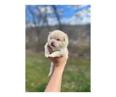 Beautiful Shibaranian puppies for sale - 3