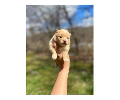 Beautiful Shibaranian puppies for sale - 5