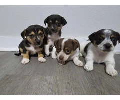 4 cute Chihuahua babies - 3