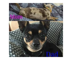 4 cute Chihuahua babies - 5
