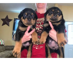 5 Rottweiler puppies for sale - 1