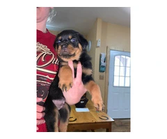 5 Rottweiler puppies for sale - 2