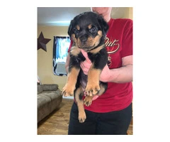 5 Rottweiler puppies for sale - 3