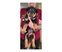 5 Rottweiler puppies for sale - 4