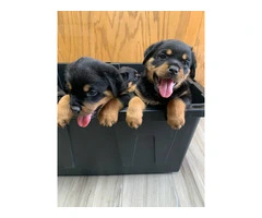 5 Rottweiler puppies for sale - 6