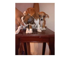 3 Chihuahua puppies - 4