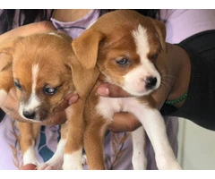 3 Chihuahua puppies - 5