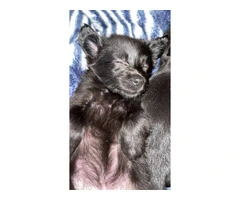 Tiny Chihuahua long-haired puppy - 2
