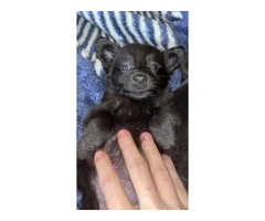 Tiny Chihuahua long-haired puppy - 3