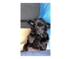 Tiny Chihuahua long-haired puppy - 6